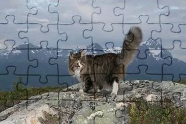 skogkatt jigsaw puzzle