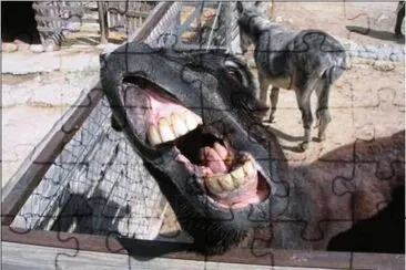 37 jigsaw puzzle