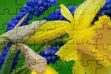 Daffodils and Hyacinths
