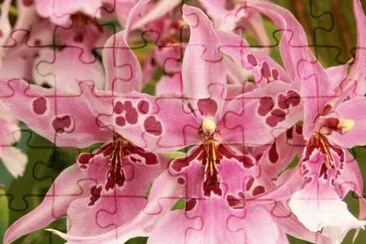 Orchids