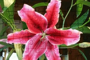 Beautiful Lily