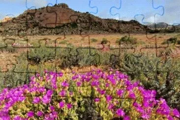Wild Flowers  Namaqualand  South Afrika jigsaw puzzle