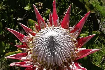Protea Cynariodes  South Africa
