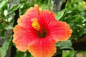 Hibiscus  South Africa jigsaw puzzle