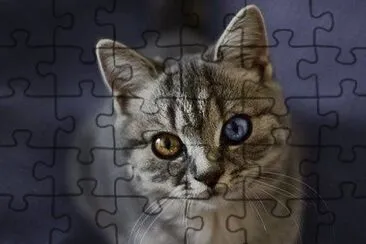 gatito con ojos de distinto color :3 jigsaw puzzle