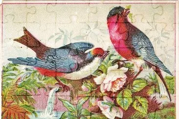 Love Birds