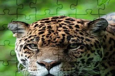 . jigsaw puzzle