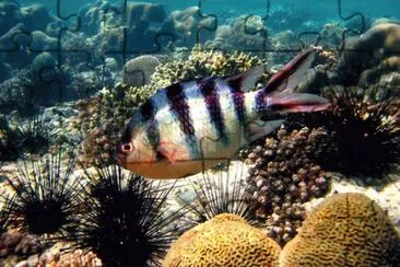 Abudefduf sexfasciatus jigsaw puzzle