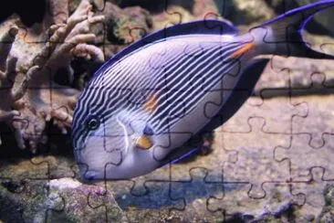 Acanthurus sohal jigsaw puzzle