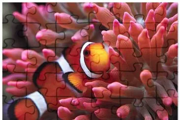 Amphiprioninae