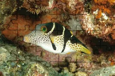 Canthigaster valentini
