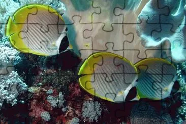 Chaetodon adiergastos jigsaw puzzle