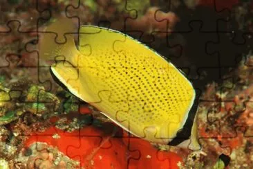 Chaetodon citrinellus jigsaw puzzle