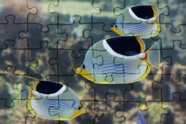 Chaetodon ephippium jigsaw puzzle