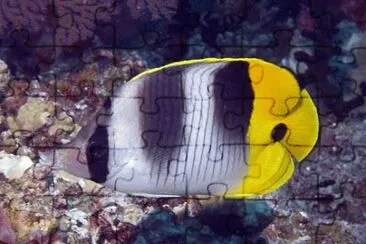 Chaetodon ulietensis jigsaw puzzle