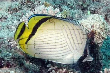 Chaetodon vagabundus jigsaw puzzle