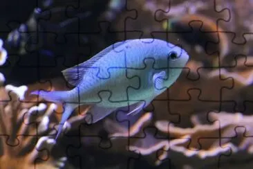 Chromis caerulea jigsaw puzzle