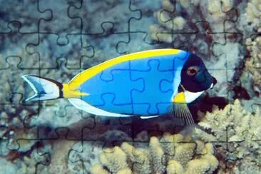 Acanthurus leucosternon jigsaw puzzle