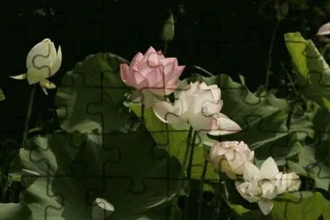 פאזל של Lotus Flowers