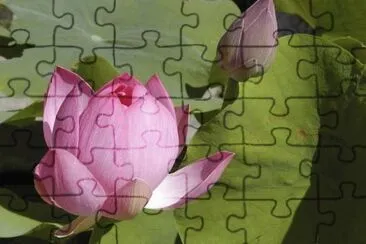פאזל של Lotus Flowers