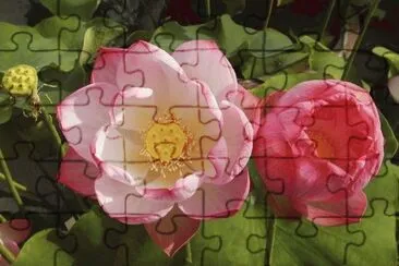 Lotus Flowers