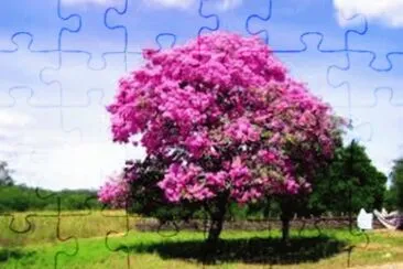 Ipe Rosa jigsaw puzzle