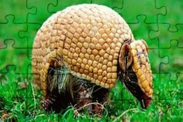 Tatu Bola