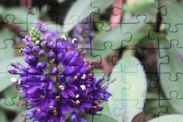 Beautiful  Flower