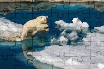Jumping Polar Bear  Svalbard  Norway 's Artic area