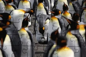 Emperor Penguins  Antartica