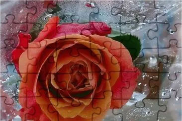 Rosa