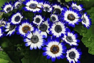 Cineraria