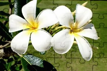 Beautiful Flower  Fiji