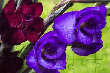 Vibrant Burgundy Crimson and Purple Gladioli jigsaw puzzle