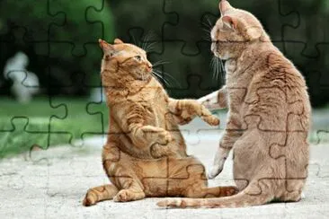 gatti jigsaw puzzle