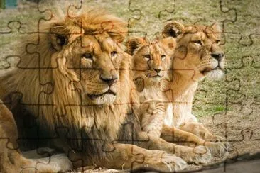 familia leon jigsaw puzzle