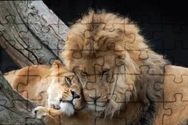 leones jigsaw puzzle