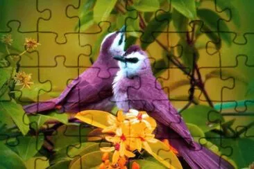 Birds