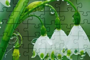 Snowdrops in the rain
