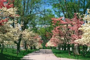 Dogwood Trees  Kentucky  USA