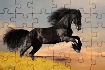 cavallo