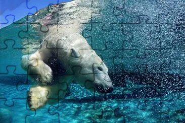 animal