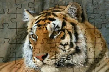 tigres jigsaw puzzle