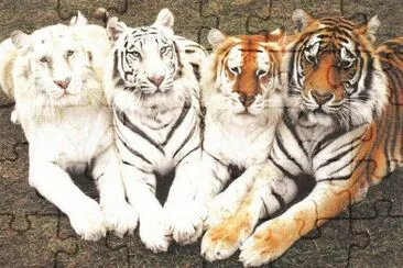 tigres jigsaw puzzle