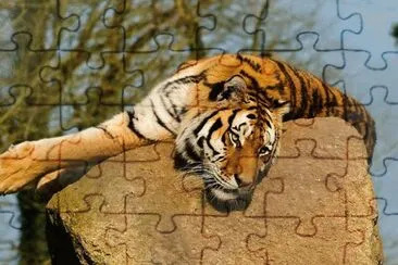tigres jigsaw puzzle