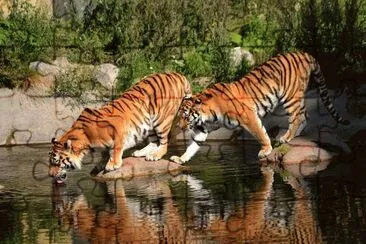 tigres jigsaw puzzle