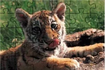 tigres jigsaw puzzle
