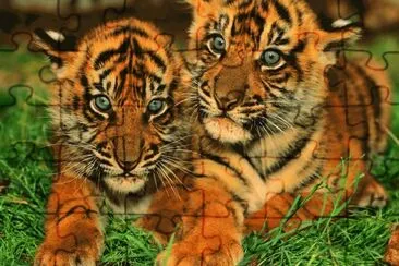 tigres jigsaw puzzle