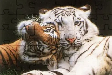 tigres jigsaw puzzle