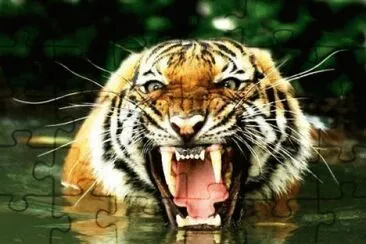 tigres jigsaw puzzle